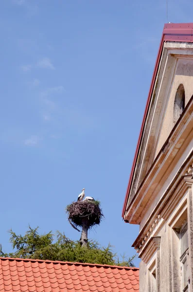 Par de cigüeñas en tronco de árbol de nido edificio cielo azul —  Fotos de Stock
