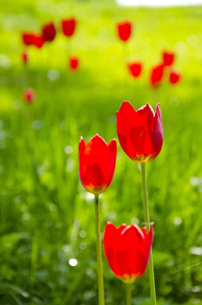 Bunga tulip merah mekar di taman musim semi. Latar belakang kecantikan alami . — Stok Foto