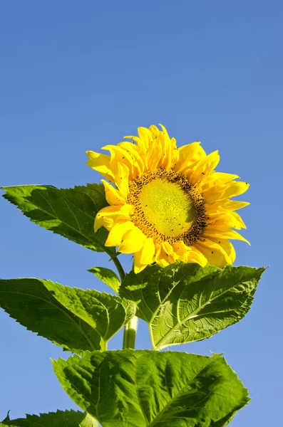 Piękne kolorowe głowy słonecznika pozostawia niebieski niebo — Zdjęcie stockowe