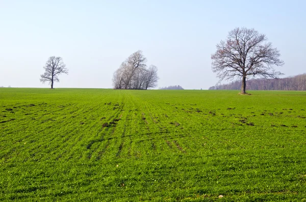 Campo agrícola semeado grama árvore molehill primavera — Fotografia de Stock