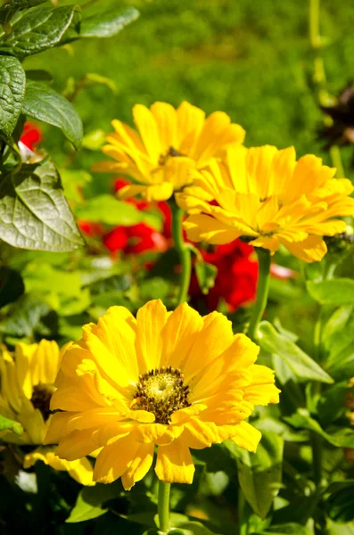 Flor amarelo flor verão jardim fundo — Fotografia de Stock
