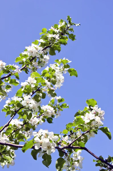 白いアップル木芽花春背景 — ストック写真