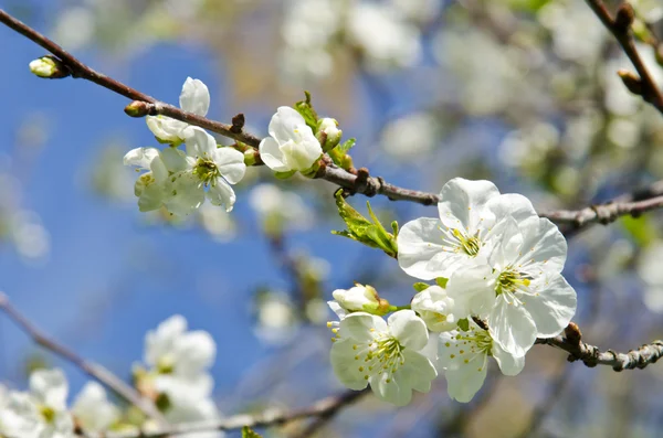 Білі яблуні цвітуть весняним фоном — стокове фото
