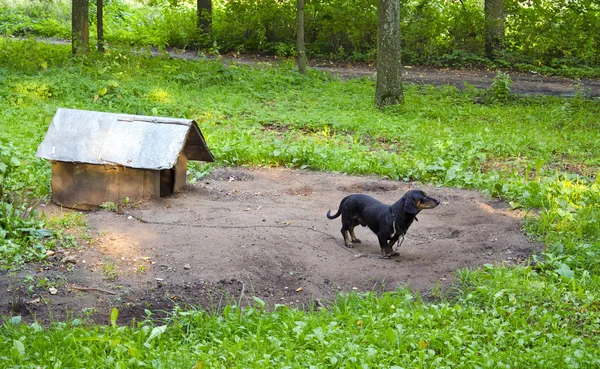 Perro mascota dachshund salchicha-perro encadenado perro casa —  Fotos de Stock