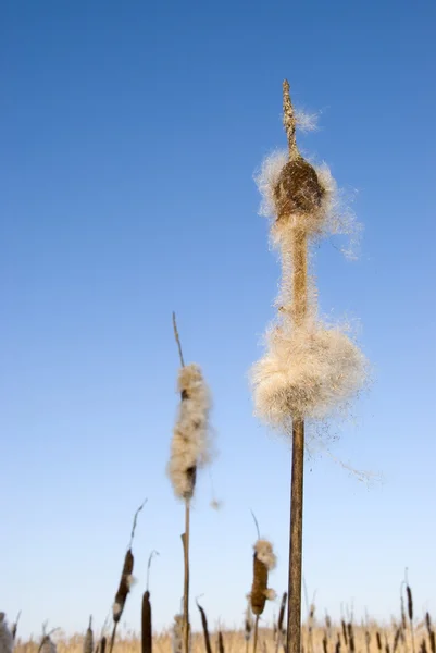 Семенная тростниковая камышовка в зимнем хвосте — стоковое фото