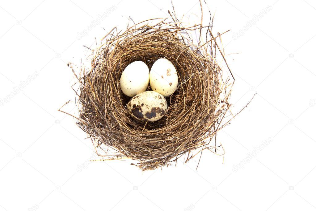 Gay white eggs nest isolated on white background