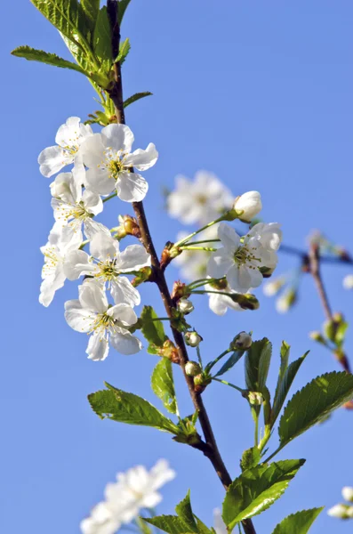 Branco cereja árvore broto flor primavera fundo — Fotografia de Stock