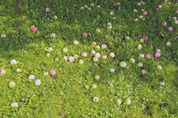 Fundo maçãs maduras caídas na sombra do chão — Fotografia de Stock