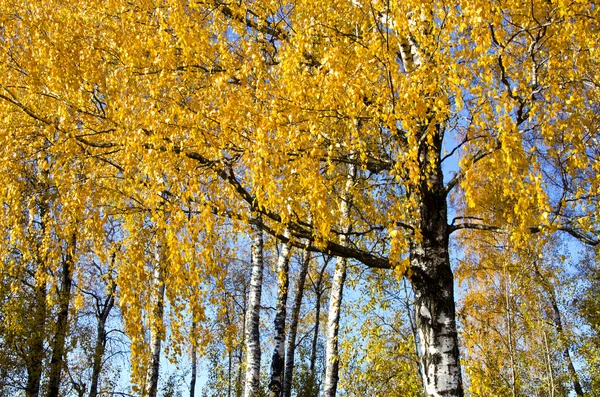 Bakgrund av Björk trädgrenar golden lämnar — Stockfoto