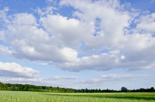 stock image Huge green meadow shadows. Cloudy blue sky