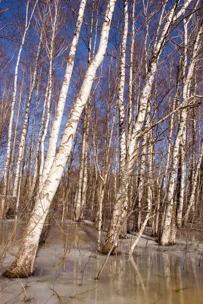 Tło brzoza drzewo las śnieg rozmrażanie wiosną — Zdjęcie stockowe