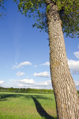 Old ash tree trunk shadow fall on grassland field clipart