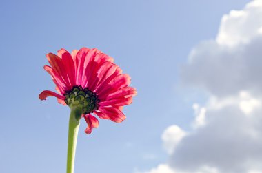 Pembe çiçek çiçeklenme portre üzerinde arka plan mavi gökyüzü