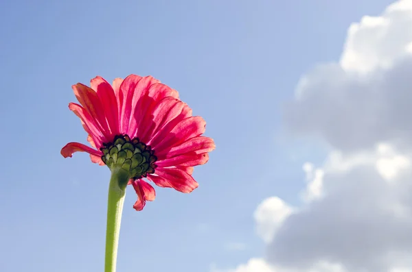 Różowy kwiat kwiat zbliżenie na tle niebieskiego nieba — Zdjęcie stockowe