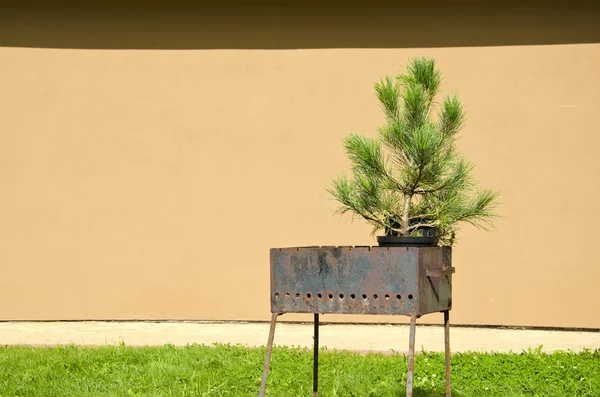 Rusty metal portable grill and spruce grow in pot — Stock Photo, Image