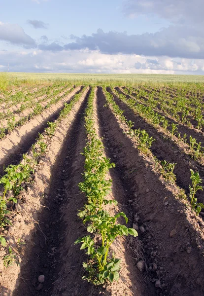 Patates sebze tarım alanı zemin pulluk — Stok fotoğraf