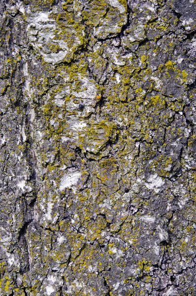 Eski yosunlu elma ağacının gövde kabuğu closeup arka plan — Stok fotoğraf