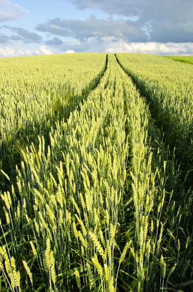Pozadí zemědělská pole pšenice auto kolo značka — Stock fotografie