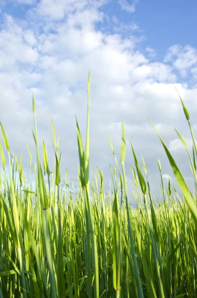 Meadow grass closeup macro background blue sky — Stock Photo, Image