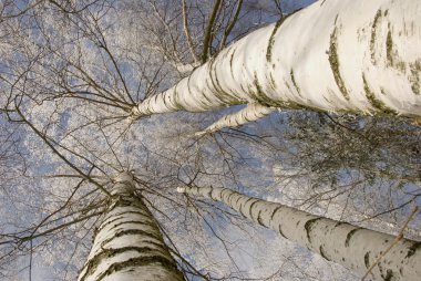 Background of frosty birch tree trunk branch clipart