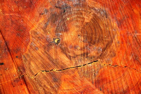 오리 나무를 잘라 — 스톡 사진