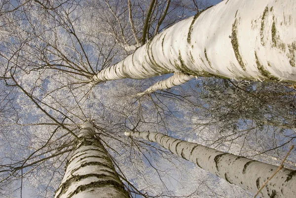Background of frosty birch tree trunk branch — Stock Photo, Image