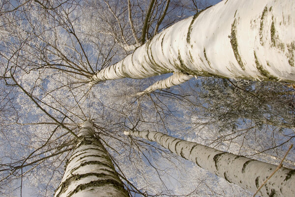 Background of frosty birch tree trunk branch