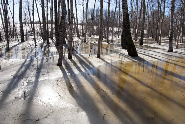背景春天白桦树树干影子融化雪 — 图库照片