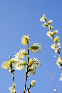 Paskalya bloom bahar Kukum gökyüzü arka plan