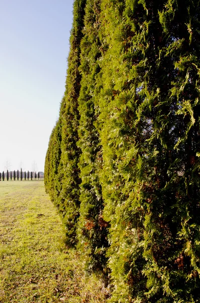 高 thuja 茂みの草原。装飾的な植物の路地 — ストック写真