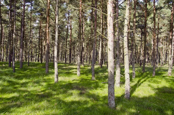 Fundalul pădurii de pin lumina soarelui și umbra — Fotografie, imagine de stoc