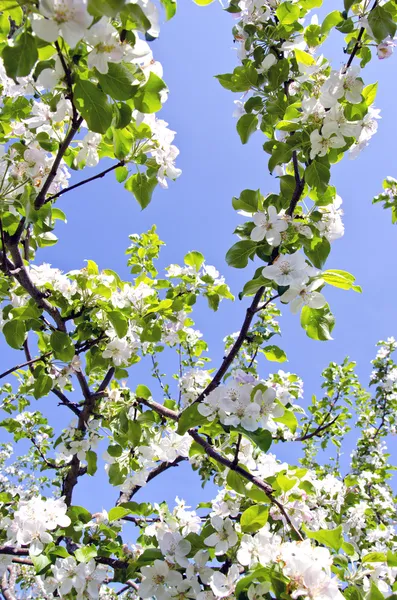 Blommande apple trädgren på bakgrund av himlen — Stockfoto