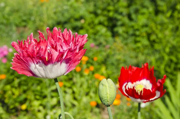 Spring mekar dekoratif bunga poppy dan tunas — Stok Foto