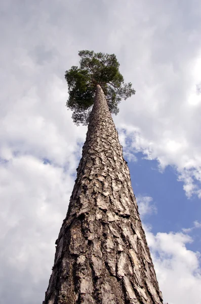 Bulutlu gökyüzü arka plan üzerinde yüksek çam ağacı — Stok fotoğraf