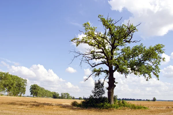 stock image Background of oak tree in riped agricultural field