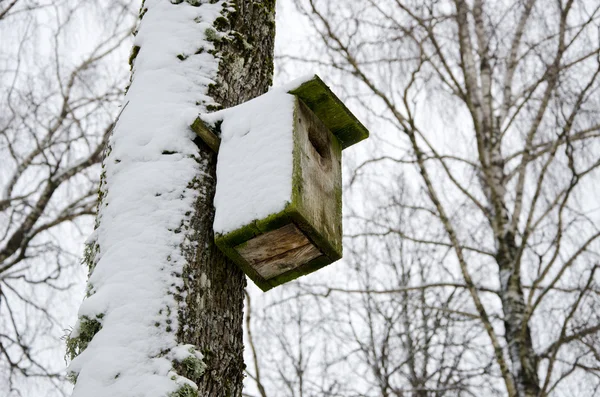 Nichoir oiseau neige attaché bouleau arbre hiver — Photo