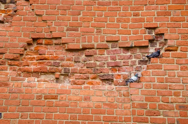 Pareja de palomas sentadas en la antigua pared de ladrillo rojo — Foto de Stock