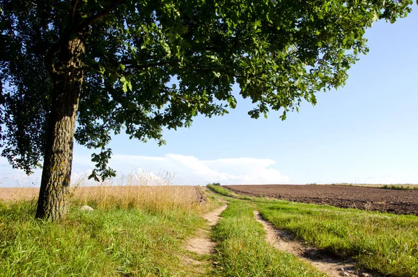 Bakgrunden grus väg jordbruksområdet ek träd — Stockfoto