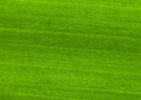 Texture of leaf — Stock Photo, Image