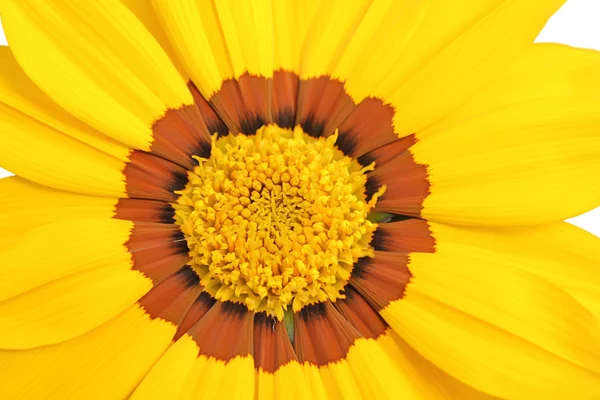 Fiore margherita giallo e marrone — Foto Stock
