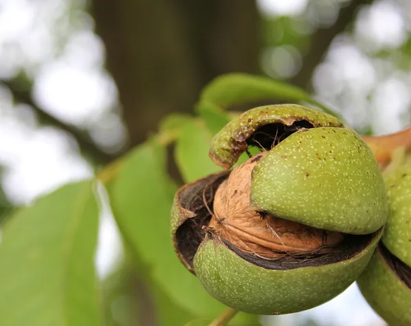 Ripe walnut — Stock Photo, Image