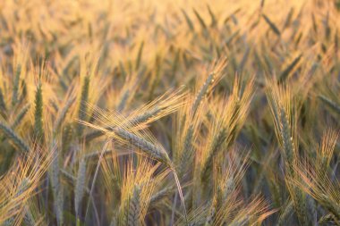 Field of wheat clipart