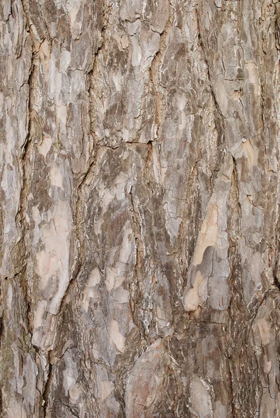 Сосна дерево текстур — стокове фото
