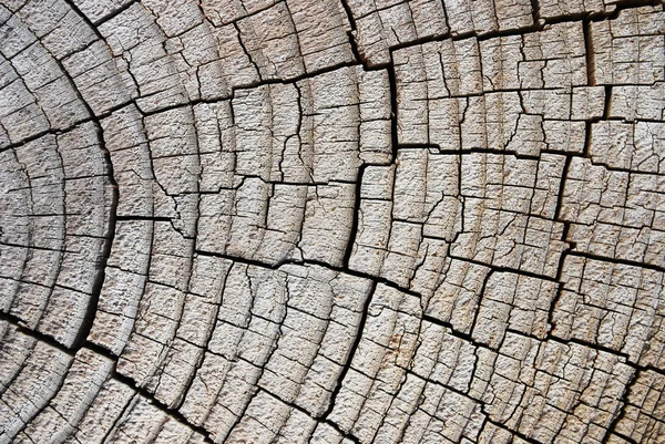 Tree circle texture