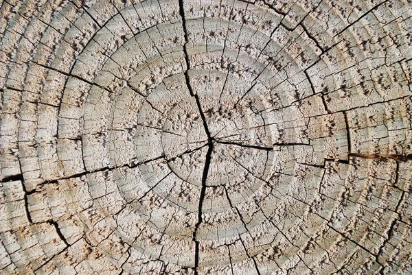 Drzewo koło tekstura — Zdjęcie stockowe
