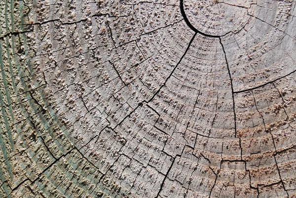 Textura círculo árvore — Fotografia de Stock