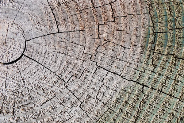 Tree circle texture — Stock Photo, Image