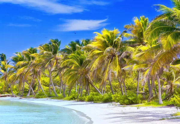 Beautiful tropical beach with palm trees postcard