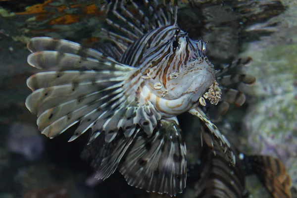 Peşte exotic — Fotografie, imagine de stoc