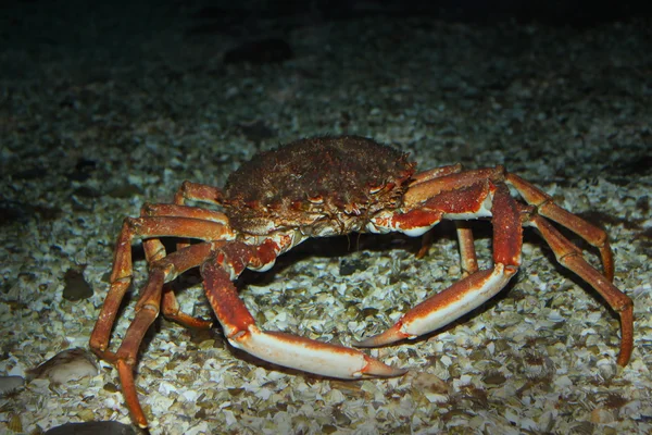 Krabbe im Wasser — Stockfoto